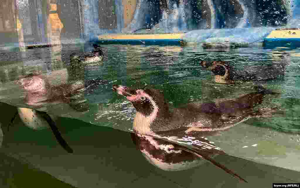 У семи пінгвінів Гумбольдта &ndash; великий акваріум. Екзотичними пернатими парк поповнився нещодавно, 19 жовтня. У живій природі ці птахи мешкають на кам&#39;янистому узбережжі Чилі та Перу