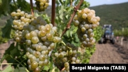 Урожай винограду технічних сортів. Крим, 2019 рік