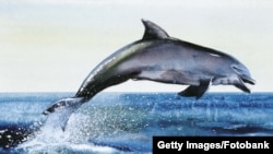 Дельфін. Ілюстративне фото