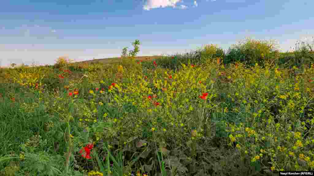 Степи Керченського півострова багаті рослинністю, в одному тільки Караларському природному парку налічується близько 260 видів рослин, частина з них &ndash; червонокнижні