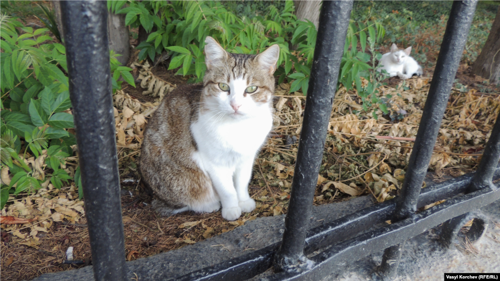 Котів у Гурзуфі багато, їх тут люблять, тому тварини не бояться перехожих, спокійно позують на фотокамеру